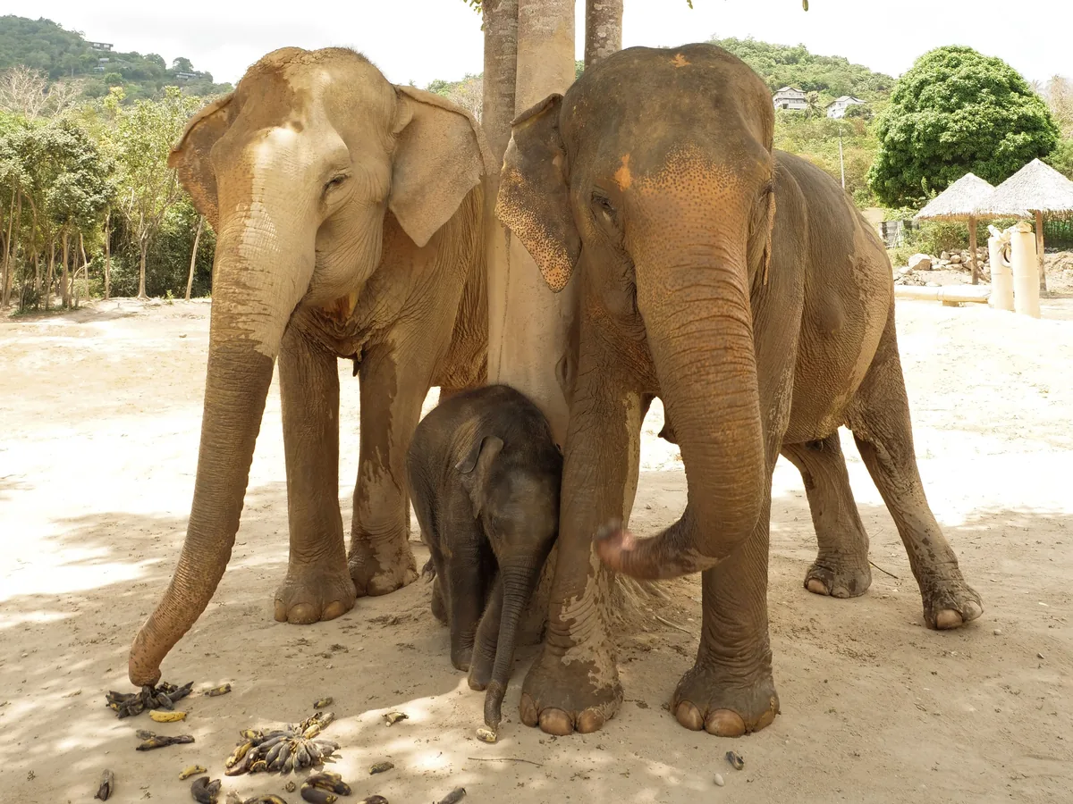 Deux éléphants adultes et leur petit à l'ombre d'un arbre, dans un sanctuaire
