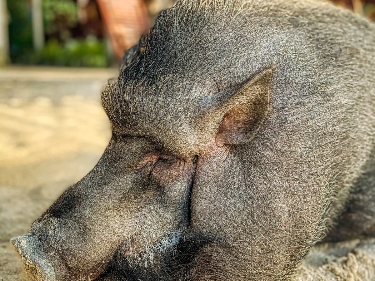 Cochon endormi sur le sable, à l'ombre des cabanes de la plage